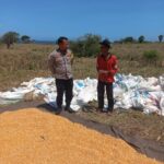 Bhabinkamtibmas Desa Tatar Dampingi Petani Panen Jagung, Wujud Dukungan Ketahanan Pangan
