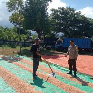Bhabinkamtibmas Desa Nangakara Lakukan Pemantauan Panen Jagung, Dukung Program Ketahanan Pangan