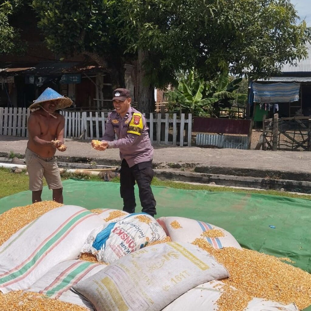 Bhabinkamtibmas Desa Kempo Dampingi Warga Panen Jagung, Dukung Ketahanan Pangan Nasional
