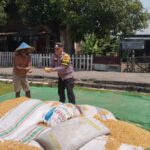 Bhabinkamtibmas Desa Kempo Dampingi Warga Panen Jagung, Dukung Ketahanan Pangan Nasional