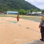 Bhabinkamtibmas Desa Adu Pantau Penjemuran Jagung Warga, Dukung Ketahanan Pangan Nasional