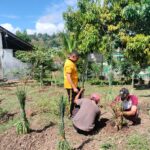 Polsek Wawo Manfaatkan Lahan Kosong untuk Penanaman Hortikultura P2L