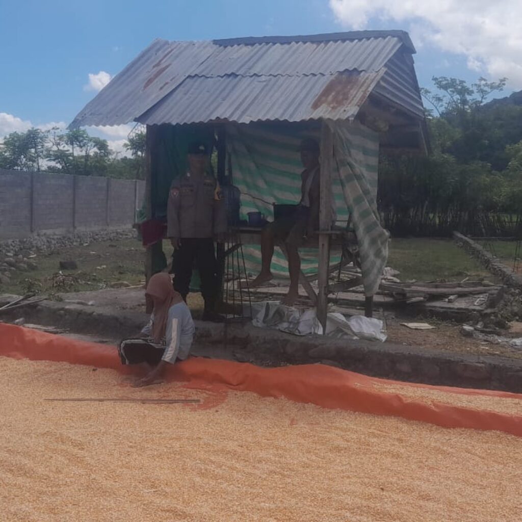 Bhabinkamtibmas Desa Daha Pantau Penjemuran Jagung Warga, Dukung Ketahanan Pangan Nasional