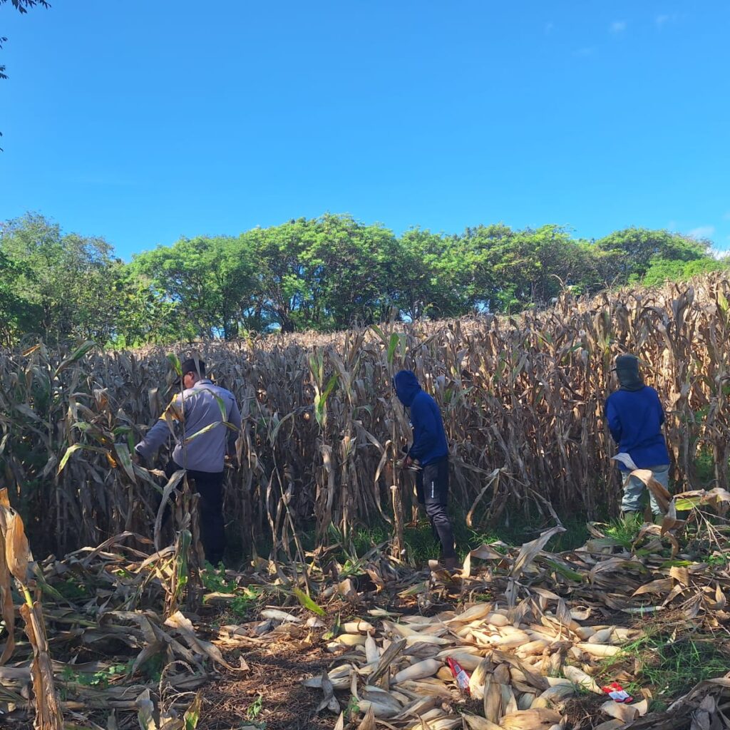 Wujudkan Ketahanan Pangan, Bhabinkamtibmas Desa Luk Turun Langsung Bantu Petani Panen Jagung