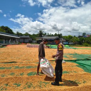 Pantau Penjemuran Jagung Warga, Bhabinkamtibmas Kadindi Barat Dukung Ketahanan Pangan Nasional