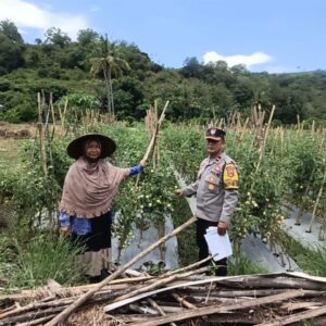 Dukung Asta Cita Presiden, Bhabinkamtibmas Desa Rhee Pantau Pertumbuhan Jagung Hibrida Milik Warga