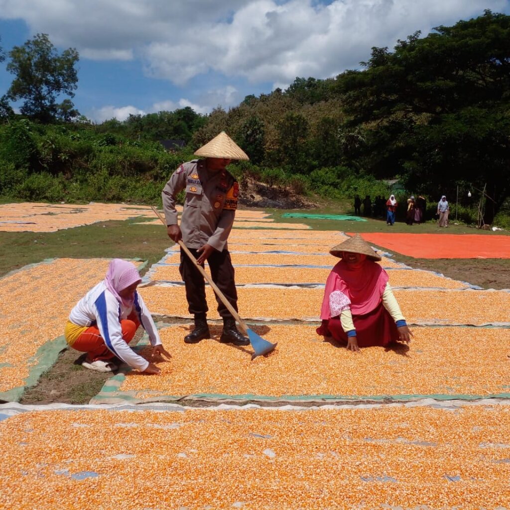 Polisi Dekat dengan Rakyat, Bhabinkamtibmas Nungga Dampingi Panen Jagung