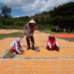 Polisi Dekat dengan Rakyat, Bhabinkamtibmas Nungga Dampingi Panen Jagung