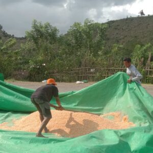 Bhabinkamtibmas Polsek Woja Pantau Panen Jagung Warga, Dukung Ketahanan Pangan Nasional