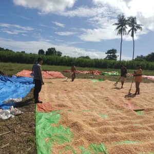 Laksanakan Pemantauan Hasil Panen Jagung Warga Bhabinkamtibmas Desa Karombo Dukung Program Ketahanan Pangan Nasional