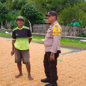 Bhabinkamtibmas Polsek Kilo Pantau Penjemuran Jagung Warga, Dukung Ketahanan Pangan Nasional