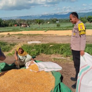Pelaksanaan Pemantauan Penjemuran Jagung Warga oleh  Bhabinkamtibmas Desa Mumbu
