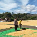 Bhabinkamtibmas Polsek Manggelewa Pantau Penjemuran Jagung Warga