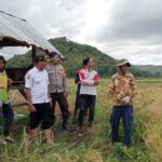 Polri Untuk Masyarakat, Bhabinkamtibmas Polres Bima Kota Dampingi Petani Saat Panen Raya