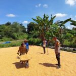 BHABINKAMTIBMAS POLSEK MANGGELEWA DUKUNG PROGRAM KETAHANAN PANGAN NASIONAL DI DESA KAMPASI MECI