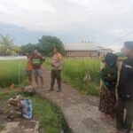 BHABINKAMTIBMAS POLSEK WOJA DUKUNG KETAHANAN PANGAN WARGA MELALUI PEMANTAUAN LAHAN PADI