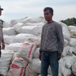 BHABINKAMTIBMAS POLSEK PEKAT PANTAU PANEN JAGUNG, DUKUNG KETAHANAN PANGAN