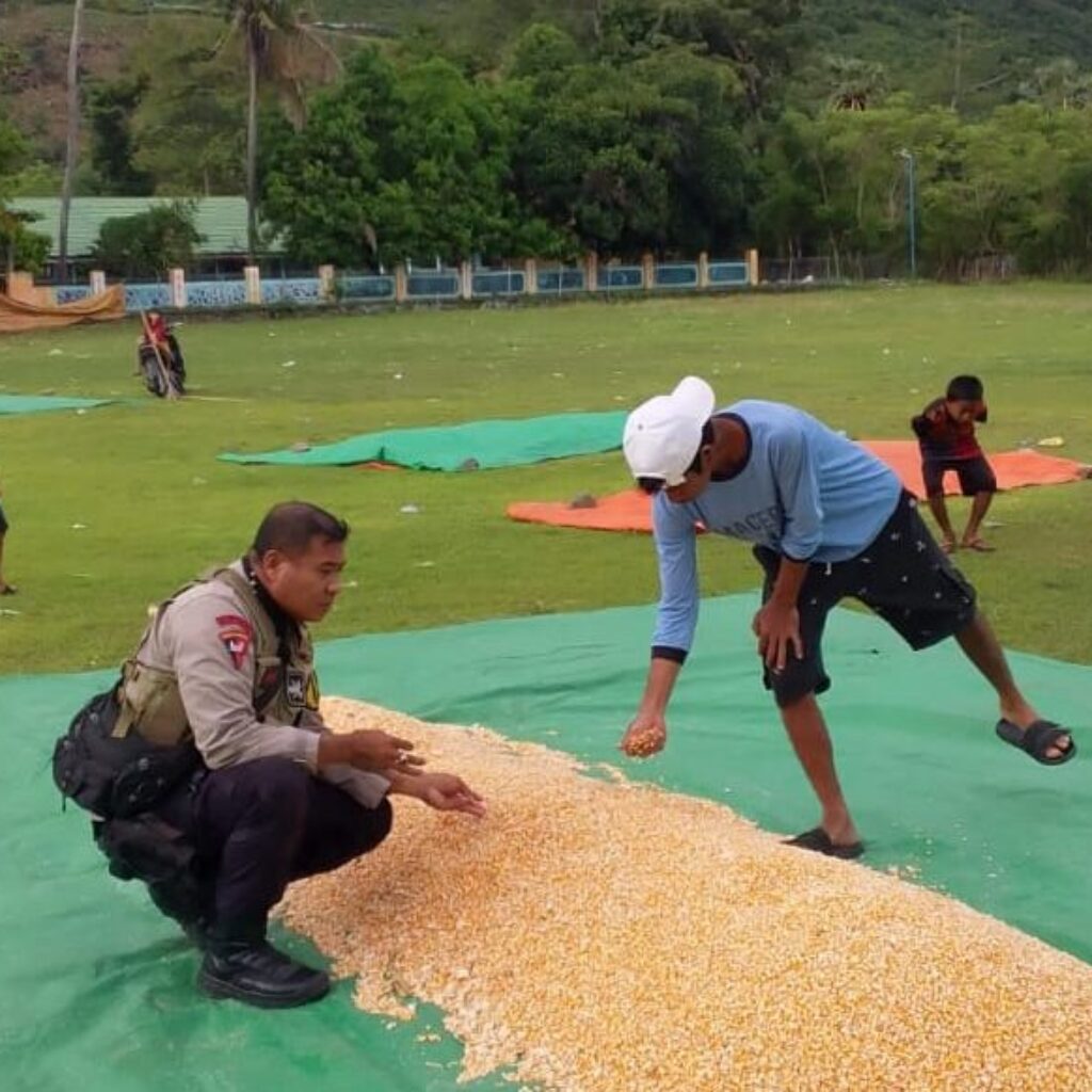 BHABINKAMTIBMAS POLSEK HU’U PANTAU PANEN JAGUNG WARGA, DUKUNG KETAHANAN PANGAN