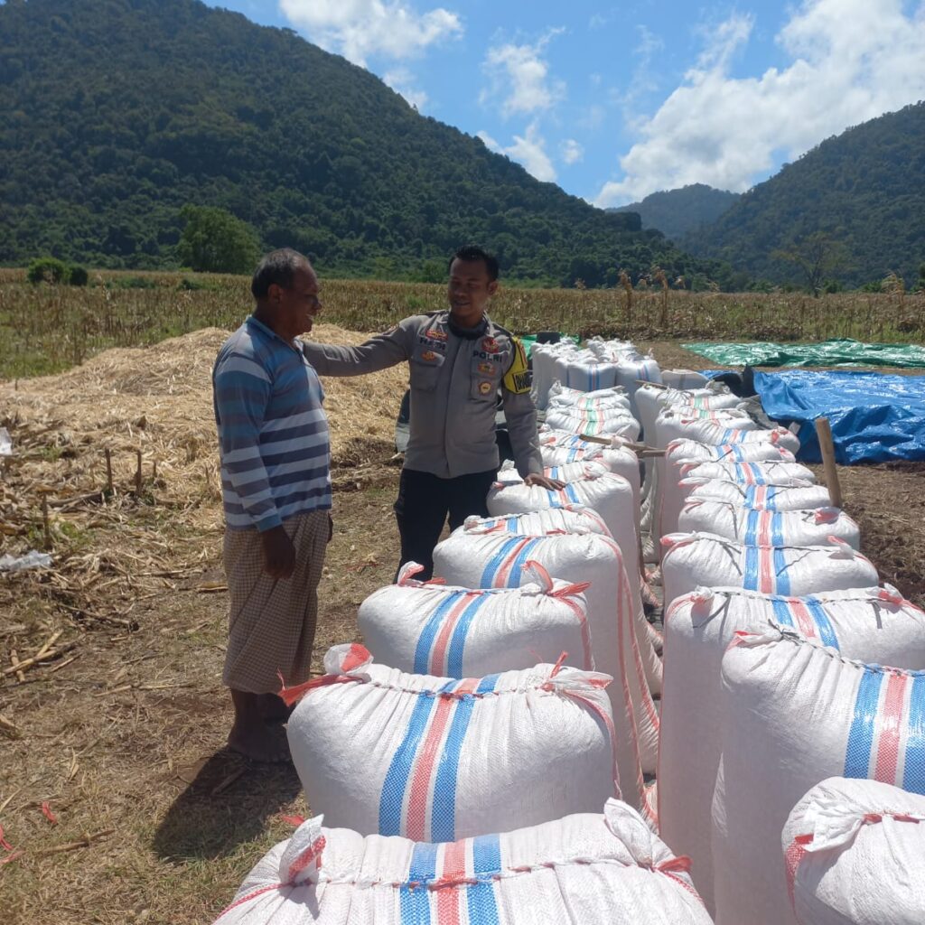 Bhabinkamtibmas Desa Tatar Dampingi Petani Panen Jagung, Wujud Nyata Dukungan Polri terhadap Ketahanan Pangan
