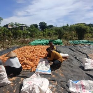 Dukung Asta Cita Presiden, Bhabinkamtibmas Desa Rhee Pantau Langsung Pertumbuhan Jagung Hibrida