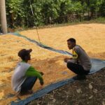 Panen Jagung Warga Dipantau Polisi, Distribusi ke Bulog Didorong