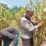 Perkuat Ketahanan Pangan Nasional, Polsek Batulayar Dorong Warga Sandik Sulap Lahan Tidur Menjadi Produktif