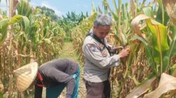 Optimalkan Potensi Agraria, Polsek Batulayar Edukasi Warga Manfaatkan Lahan Pekarangan untuk Budidaya Jagung
