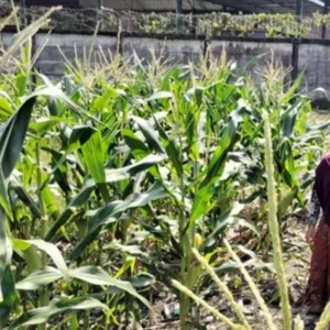 Optimalkan Lahan Tidur, Bhabinkamtibmas Labuapi Ajak Warga Wujudkan Pekarangan Bergizi