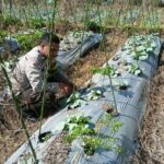 Bhabinkamtibmas Lendang Nangka Utara Cek Lahan Ketahanan Pangan Bergizi di Masbagik