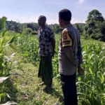 Sinergi Bhabinkamtibmas dan Petani di Kuripan: Dorong Optimalisasi Panen Jagung dan Distribusi ke Bulog