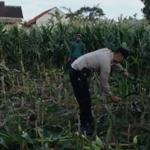 Program Ketahanan Pangan Polsek Labuapi Sasar Pekarangan