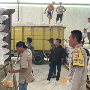 Pastikan Harga Stabil, Ribuan Ton Jagung dari Desa Batu Putih Dikawal Polisi Menuju Bulog