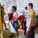 Sinergi Bhabinkamtibmas dan Petani Mareje Timur: Dorong Distribusi Hasil Panen Jagung Berkualitas ke Bulog