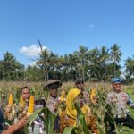 Bhabinkamtibmas Desa Sukamulia Timur Bersama Polsek Sukamulia Gelar Panen Jagung Dukung Ketahanan Pangan