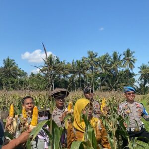 Bhabinkamtibmas Desa Sukamulia Timur Bersama Polsek Sukamulia Gelar Panen Jagung Dukung Ketahanan Pangan