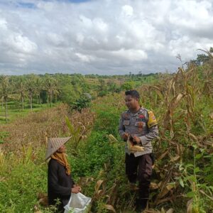 Monitoring Panen Jagung, Bhabinkamtibmas Desa Wakan Pastikan Kegiatan Warga Berjalan Lancar