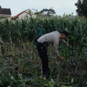 Ketahanan Pangan Nasional: Aksi Nyata Bhabinkamtibmas Labuapi Sulap Pekarangan Jadi Lahan Produktif