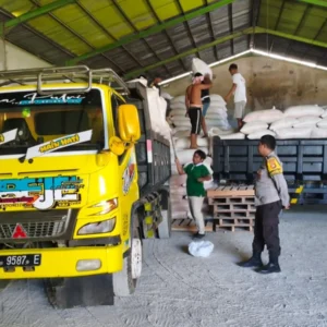 Sinergi Polri dan Petani: Puluhan Ton Jagung dari Mareje Timur Resmi Disalurkan ke Gudang Bulog