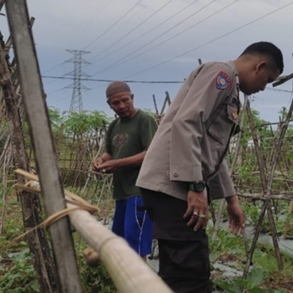 Polri Turun ke Sawah, Strategi Bhabinkamtibmas Labuapi Perkuat Kedaulatan Pangan Desa Kuranji Dalang