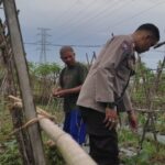 Polri Turun ke Sawah, Strategi Bhabinkamtibmas Labuapi Perkuat Kedaulatan Pangan Desa Kuranji Dalang