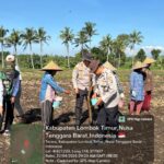 Sinergi Petani dan Pemerintah, Penanaman Jagung di Terara Dukung Ketahanan Pangan Nasional