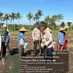 Sinergi Petani dan Pemerintah, Penanaman Jagung di Terara Dukung Ketahanan Pangan Nasional