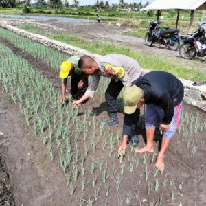 Bhabinkamtibmas Desa Bagik Papan Perkuat Ketahanan Pangan Lewat Silaturahmi dan Cek Tanaman Bawang Merah