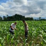 Bhabinkamtibmas Desa Bebuak Cek Pertumbuhan Jagung Warga Dukung Ketahanan Pangan