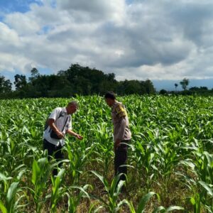 Bhabinkamtibmas Desa Bebuak Cek Pertumbuhan Jagung Warga Dukung Ketahanan Pangan