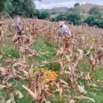 Polri Dampingi Panen Jagung demi Swasembada Pangan