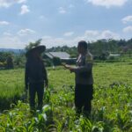 Polres Lombok Tengah Dukung Ketahanan Pangan, Bhabinkamtibmas Terjun Langsung Cek Lahan Jagung Warga
