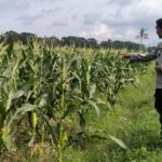 Kunci Stabilitas Desa Bagik Polak: Sinergi Kuat Polsek Labuapi dan Petani demi Ketahanan Pangan