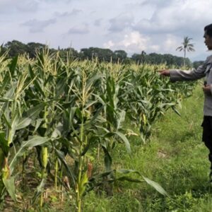 Kunci Stabilitas Desa Bagik Polak: Sinergi Kuat Polsek Labuapi dan Petani demi Ketahanan Pangan