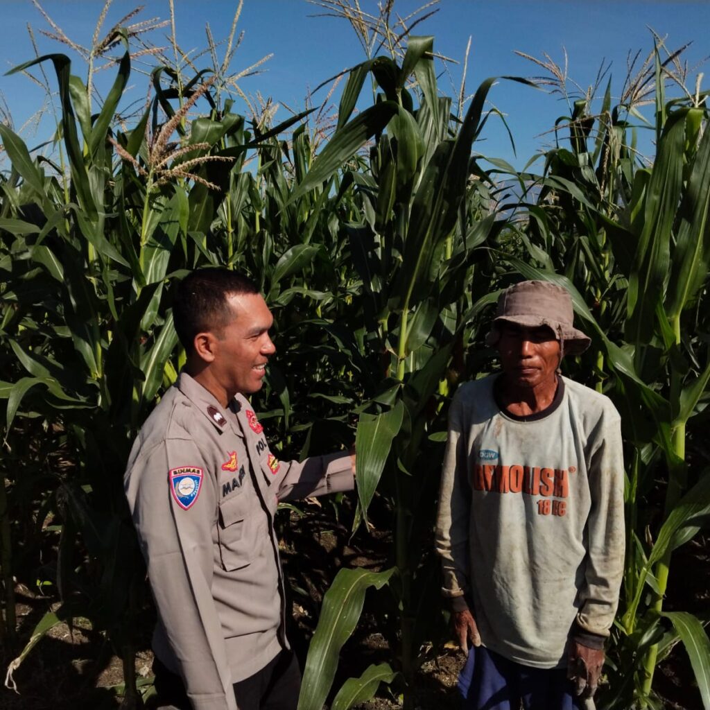 Bhabinkamtibmas Pringgabaya Cek Tanaman Jagung dan Sampaikan Himbauan Kamtibmas kepada Petani